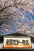 Altes japanisches Metallschild mit Kirschblütenbaum dahinter; Tokio Japan
