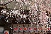 Kirschblütenbaum und Papierlaternen; Kyoto, Japan