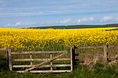 A Yellow Field; Northumberland England