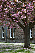 Ein blühender Baum vor einem Gebäude; Ford Dorf Northumberland England