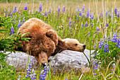 Sau und Jungtier Grizzly (Kodiak) Bären schlafend auf einem Baumstamm in einem Feld von Lupinenblüten am Lake Clarke National Park; Alaska Vereinigte Staaten Von Amerika