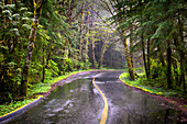 Regentag auf einer abgelegenen, grünen Straße in der Nähe von Tofino auf Vancouver Island; British Columbia Kanada