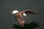 Weißkopfseeadler (Haliaeetus Leucocephalus) Flying Over Water; Olympia Washington Vereinigte Staaten Von Amerika