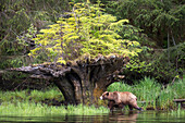 Brauner Grizzlybär in der Nähe eines entwurzelten Baumes mit neuem Wachstum im Khutzeymateen Grizzly Bear Sanctuary; British Columbia Kanada