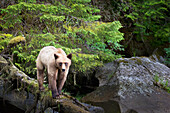 Grizzlybär (Ursus Arctos Horribilis) geht einen umgestürzten Baum hinunter im Khutzeymateen Grizzly Bear Sanctuary in der Nähe von Prince Rupert; British Columbia Kanada