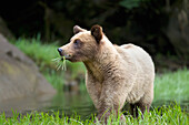 Grizzlybär (Ursus Arctos Horribilis) frisst Gras im Khutzeymateen Grizzly Bear Sanctuary in der Nähe von Prince Rupert; British Columbia Kanada