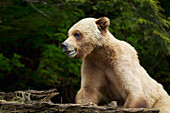 Grizzlybär (Ursus Arctos Horribilis) Nahaufnahme im Khutzeymateen Grizzly Bear Sanctuary in der Nähe von Prince Rupert; British Columbia Kanada