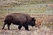 Büffel im Yellowstone National Park; Wyoming Vereinigte Staaten Von Amerika