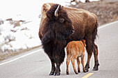 Buffalo Walking On The Road In Yellowstone National Park; Wyoming United States Of America