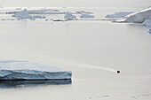 Icebergs In The Water; Antarctica