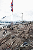 Pinguine liegen auf den Felsen entlang der Küste mit der Unionsflagge auf einem Pfahl; Antarktis