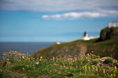 Wildblumen im Gras mit Blick auf die Signalstation in der Ferne bei St. Abb's Head; Scottish Borders Schottland