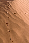 Arizona, Navajo Tribal Park, Monument Valley, Wind and bird prints in the sand.