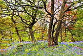 Bluebells Beech And Oak Trees In Middleton Woods; Ilkley Yorkshire England
