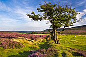 Hawthorn And Heather On The North Yorkshire Moors With Sheep Grazing; North Yorkshire England