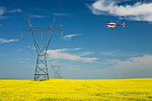 Helicopter Hovering Over A Large Metal Electric Tower And Lines With A Flowering Canola Field Blue Sky And Clouds East Of High River; Alberta Canada