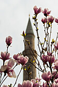 Pink Blossoms With A Tower In The Background; Istanbul Turkey