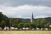 Gänse spazieren auf einem Feld mit einer Kirchturmspitze im Hintergrund; Dinant Namur Belgien
