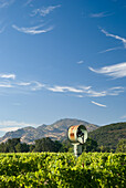 Weinberg des Napa Valley und Nebelgebläse; Kalifornien Vereinigte Staaten Von Amerika