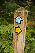 Arrows on wood post; England, UK