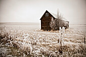 Sepia winter barn with hoar frost; Walla Walla, Washington State, USA