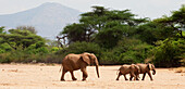 Elefant und junge Elefanten im Elephant Watch Camp im Samburu National Reserve; Kenia