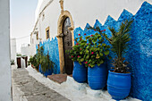 Marokko, Rabat, Pflanzen in Reihe entlang einer Hauswand in der Altstadt