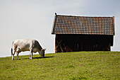 Italy, Alto Adige, Bolzano, Cow grazing on meadow by wooden barn