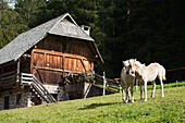 Italien, Südtirol, Dolomiten, Bozen, Zwei Pferde im Hof mit Scheune im Hintergrund