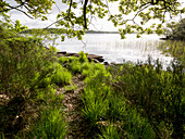 Ireland, County Kerry, Lush foliage on lakeshore in Killarney National Park; Killarney