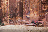 Jordanien, Esel auf Straße von Fassaden; Petra