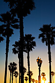 Kalifornischer Sonnenuntergang über Laternenpfählen und Palmen; Kalifornien, Vereinigte Staaten Von Amerika