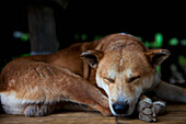 Wild Dog Takes A Break; Chiang Mai, Thailand