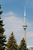 Cn Tower eingerahmt mit immergrünen Bäumen, blauem Himmel und Wolken; Toronto, Ontario, Kanada