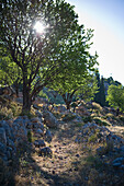 Wanderweg am frühen Morgen; Delphi, Griechenland