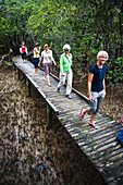 Frauen wandern auf dem spektakulären Mangrovenwald-Weg am Paihia To Opua Walking Track am Eingang zu Piahia; Neuseeland