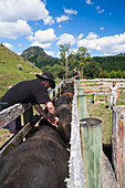 Touristen nehmen an einem Rindermuster teil und markieren die Bullen in der Blue Duck Lodge, im Whanganui National Park; Whakahoro, Neuseeland