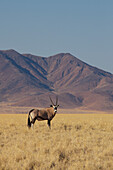 Oryx in einem trockenen Grasfeld; Namibia