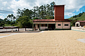 Coffee Plantation; Copan, Honduras