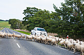 Autos treffen auf einen Stau von Schafen, die ein häufiger Anblick auf der Straße nach Süden in Richtung Invercargill sind; Neuseeland