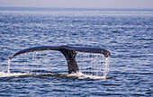 A Humpback Whale (Megaptera Novaeangliae) Tail In The Gulf Of St Lawrence; Quebec, Canada