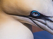 Close Up Of The Head Of A Northern Gannet (Morrus Bassanus) On Bonaventure Island, Near The Town Of Perce On The Gaspe Peninsula; Quebec, Canada