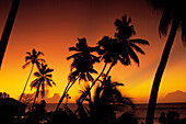 Tropical Seascape, Sunset, Coconut Palm Trees, Western Samoa