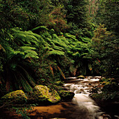 Rainforest, Ferns, River