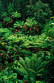 Ferns in Rainforest