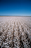 Cotton Crop Ready for Harvest, Australia