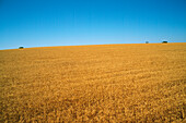 Wheat Crop Ready for Harvest, Australia