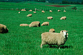 Sheep Grazing in Green Field