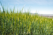 Wheat Crop, Close-Up of Green Stalks