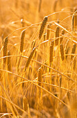 Barley, Ready for Harvest